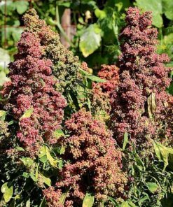 Alternative view of 100 Organic COCOA CHERRY QUINOA Grain Chenopodium Quinoa Red & Brown Seeds