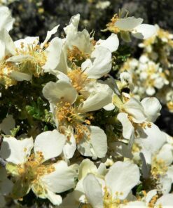 Alternative view of 40 STANSBURY CLIFFROSE Purshia Stansburiana Cliff Rose Native Desert Shrub White & Yellow Flower Seeds