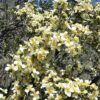 40 STANSBURY CLIFFROSE Purshia Stansburiana Cliff Rose Native Desert Shrub White & Yellow Flower Seeds