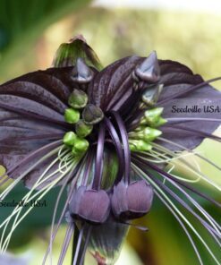 Alternative view of 5 Black BAT FLOWER ( Cats Whiskers / Devil Flower ) Tacca Chantrieri Flower Seeds