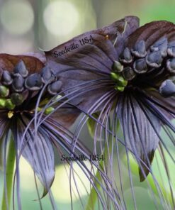 5 Black BAT FLOWER ( Cats Whiskers / Devil Flower ) Tacca Chantrieri Flower Seeds