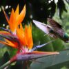 5 Tropical BIRD OF PARADISE Strelitzia Reginae Flower Seeds *Comb S/H