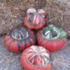 10 American TURKS TURBAN SQUASH Gourd Cucurbita Maxima Vine Seeds