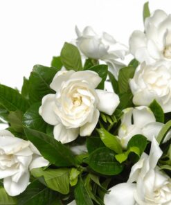 Alternative view of 50 GARDENIA / CAPE JASMINE Jasminiodes Fragrant White Shrub Flower Seeds Flat