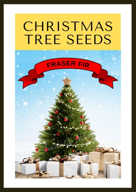 Grow Your Own CHRISTMAS TREE Fraser Fir ( Abies Fraseri ) Packet of Tree Seeds