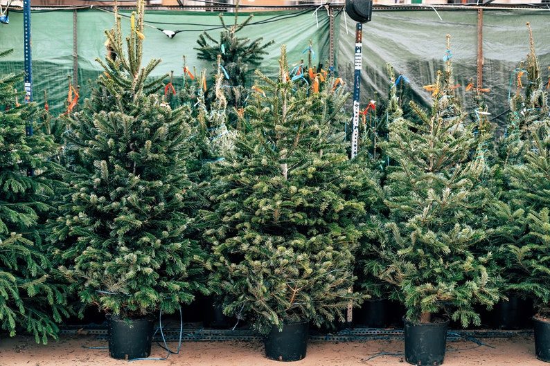 Grow Your Own CHRISTMAS TREE Fraser Fir ( Abies Fraseri ) Packet of Tree Seeds - Image 10