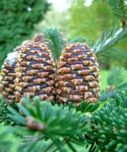 20 FRASER FIR Tree Abies Fraseri Christmas Tree Southern Balsam Fir Native Evergreen Seeds
