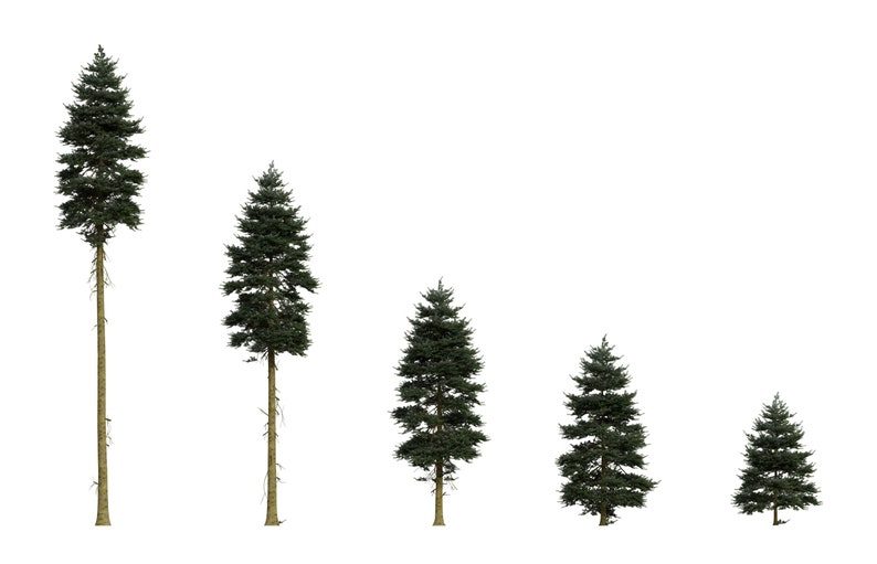 20 DOUGLAS FIR Tree Abies Pseudotsuga Menziesii Christmas Tree Blue Douglas Pine Spruce Native Evergreen Seeds - Image 2