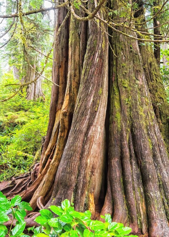 20 DOUGLAS FIR Tree Abies Pseudotsuga Menziesii Christmas Tree Blue Douglas Pine Spruce Native Evergreen Seeds - Image 7