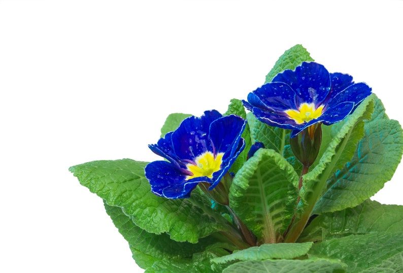 15 Accord BLUE ENGLISH PRIMROSE Primula Vulgaris Part Shade Houseplant Flower Seeds - Image 4