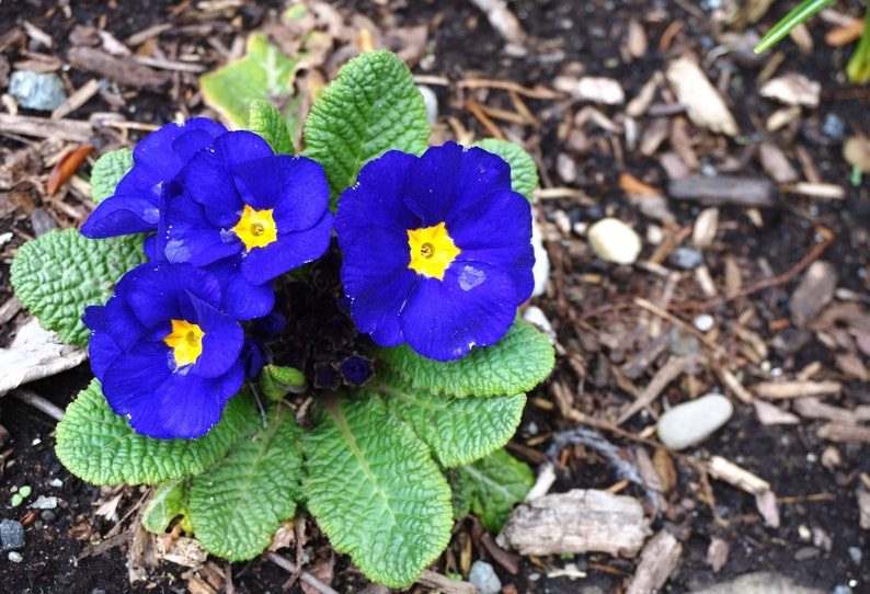 15 Accord BLUE ENGLISH PRIMROSE Primula Vulgaris Part Shade Houseplant Flower Seeds - Image 3