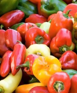 Alternative view of 150 Rainbow Bell Pepper Seeds - Sweet Mix, Capsicum Annuum - Red, Green, Yellow, Orange, Purple & White - 75 Days to Harvest