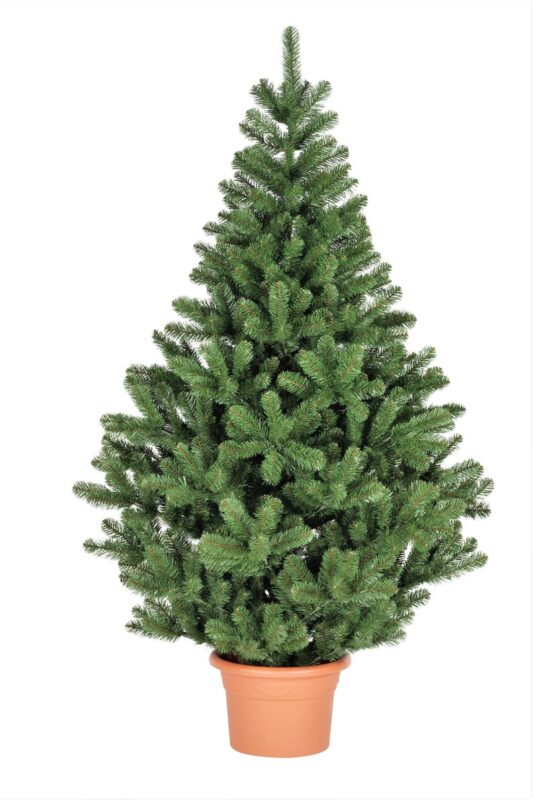 Grow Your Own CHRISTMAS TREE Fraser Fir ( Abies Fraseri ) Packet of Tree Seeds - Image 4