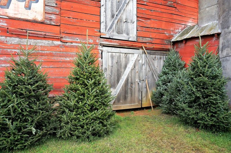 Grow Your Own CHRISTMAS TREE Fraser Fir ( Abies Fraseri ) Packet of Tree Seeds - Image 5
