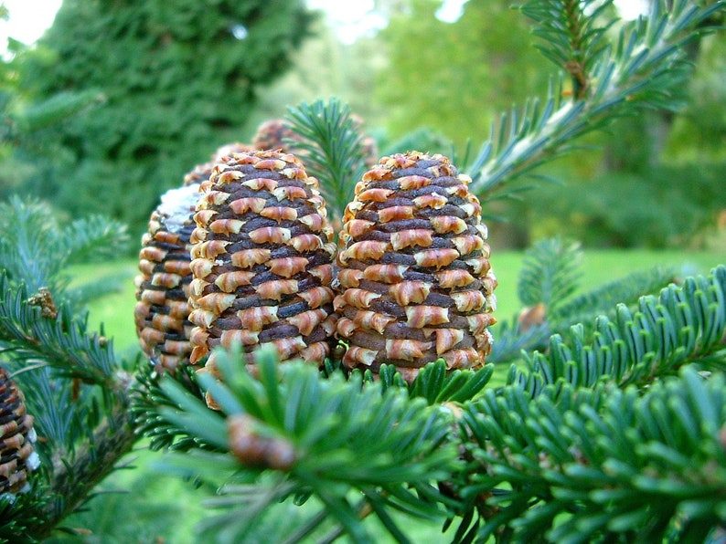Grow Your Own CHRISTMAS TREE Fraser Fir ( Abies Fraseri ) Packet of Tree Seeds - Image 6