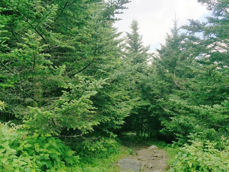 Grow Your Own CHRISTMAS TREE Fraser Fir ( Abies Fraseri ) Packet of Tree Seeds - Image 7