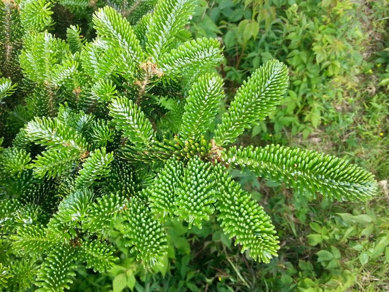 Grow Your Own CHRISTMAS TREE Fraser Fir ( Abies Fraseri ) Packet of Tree Seeds - Image 8