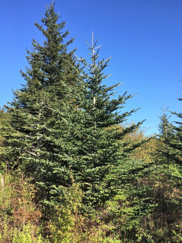 Grow Your Own CHRISTMAS TREE Fraser Fir ( Abies Fraseri ) Packet of Tree Seeds - Image 9