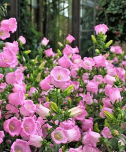 Alternative view of 200 Rose Pink CANTERBURY BELLS