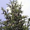 30 BALSAM FIR Tree Abies Balsamea Christmas Tree Silver Pine Canadian Fir Native Evergreen Seeds