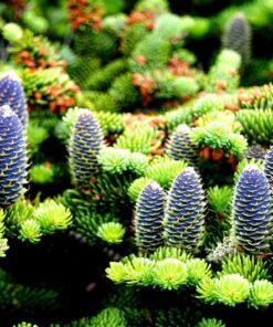Alternative view of 30 BALSAM FIR Tree Abies Balsamea Christmas Tree Silver Pine Canadian Fir Native Evergreen Seeds