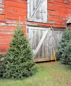 Alternative view of 20 FRASER FIR Tree Abies Fraseri Christmas Tree Southern Balsam Fir Native Evergreen Seeds