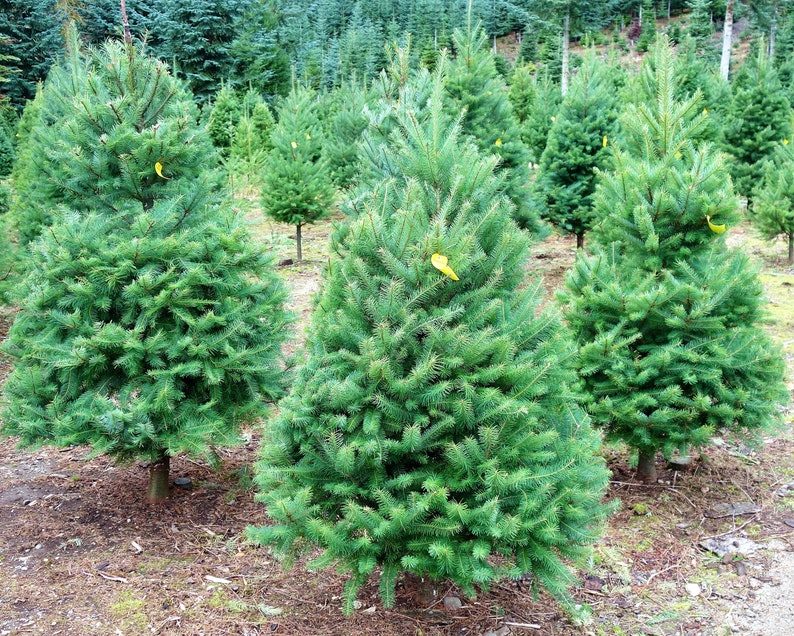 20 DOUGLAS FIR Tree Abies Pseudotsuga Menziesii Christmas Tree Blue Douglas Pine Spruce Native Evergreen Seeds - Image 3