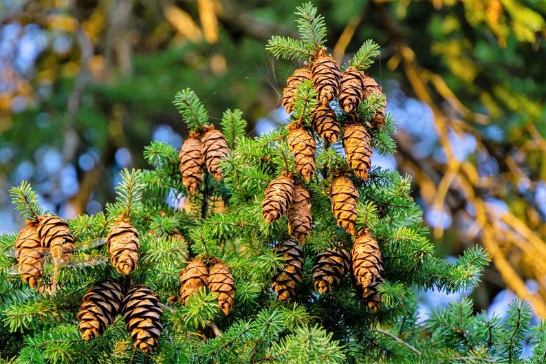 20 DOUGLAS FIR Tree Abies Pseudotsuga Menziesii Christmas Tree Blue Douglas Pine Spruce Native Evergreen Seeds - Image 4