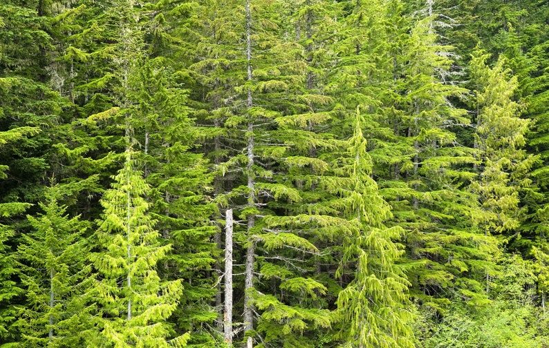 20 DOUGLAS FIR Tree Abies Pseudotsuga Menziesii Christmas Tree Blue Douglas Pine Spruce Native Evergreen Seeds - Image 6