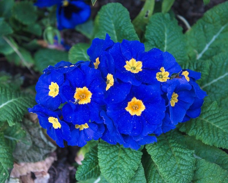 15 Accord BLUE ENGLISH PRIMROSE Primula Vulgaris Part Shade Houseplant Flower Seeds - Image 2