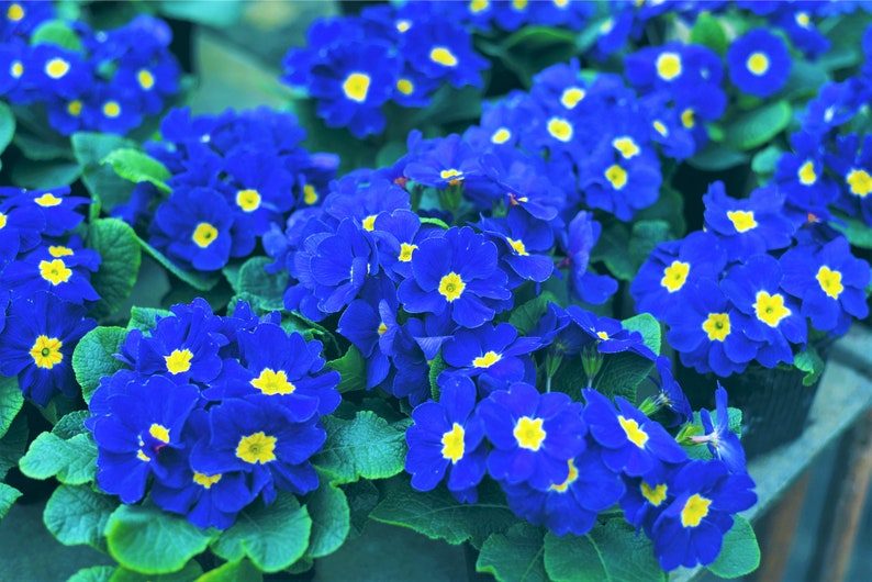 15 Accord BLUE ENGLISH PRIMROSE Primula Vulgaris Part Shade Houseplant Flower Seeds