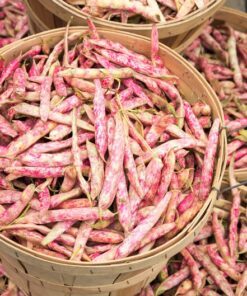 Alternative view of 25 DWARF HORTICULTURE BEAN Taylor Long French Phaseolus Vulgaris Vegetable Seeds