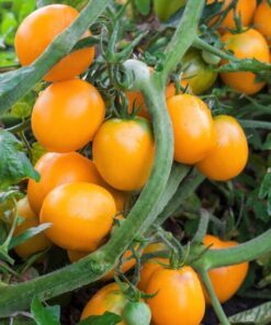 Alternative view of 100 ORANGE CHERRY TOMATO Heirloom Solanum Lycopersicum Indeterminate Fruit Vegetable Seeds