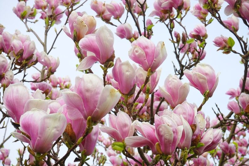 5 LILY MAGNOLIA Flower TREE Pink & Purple Fragrant Tulip Magnol Liliiflora Seeds