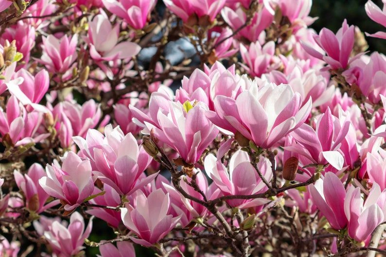 5 LILY MAGNOLIA Flower TREE Pink & Purple Fragrant Tulip Magnol Liliiflora Seeds - Image 4