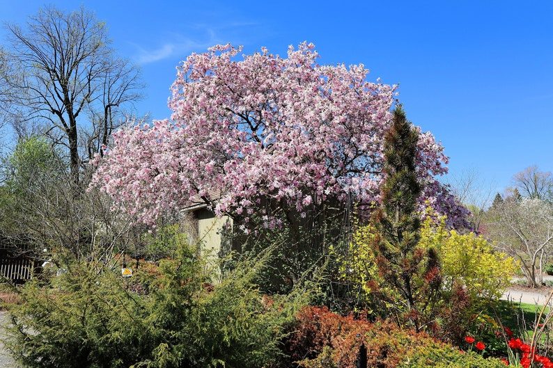 5 LILY MAGNOLIA Flower TREE Pink & Purple Fragrant Tulip Magnol Liliiflora Seeds - Image 10