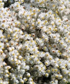 Alternative view of 100 PEARLY EVERLASTING Anaphalis Margaritacea Fragrant Butterfly Flower Seeds