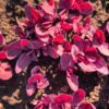 150 MAGENTA MAGIC ORACH Mountain Spinach Atriplex Hortensis Red Leaf Vegetable Greens Seeds