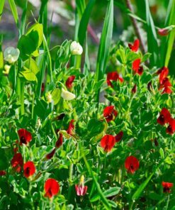 Alternative view of 50 ASPARAGUS PEA Winged Pea Lotus Tetragonolobus Red Flower Legume Vegetable Seeds