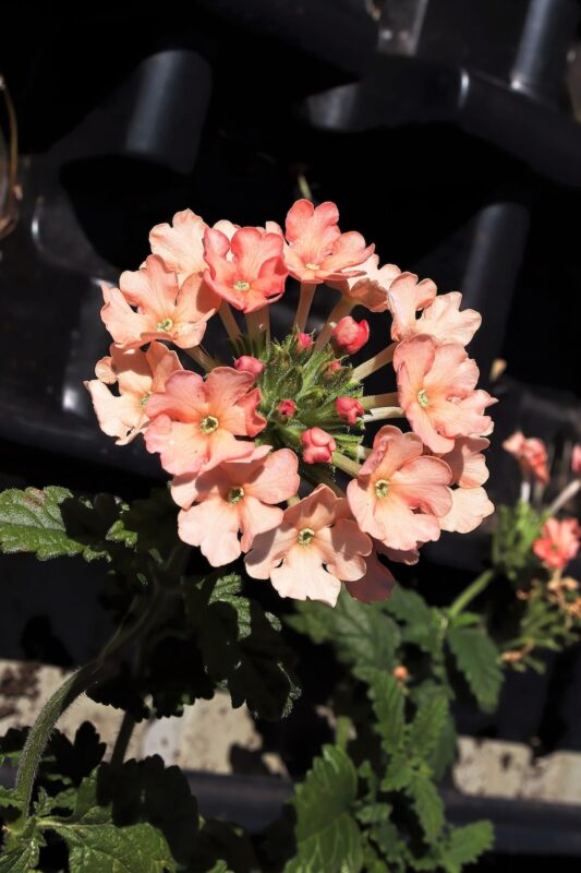 50 Dwarf APRICOT VERBENA Nana Compacta Fragrant Butterfly Flower Seeds - Image 4