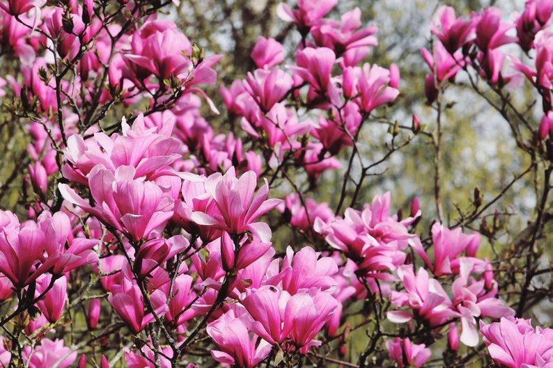 5 LILY MAGNOLIA Flower TREE Pink & Purple Fragrant Tulip Magnol Liliiflora Seeds - Image 7
