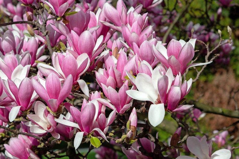 5 LILY MAGNOLIA Flower TREE Pink & Purple Fragrant Tulip Magnol Liliiflora Seeds - Image 8