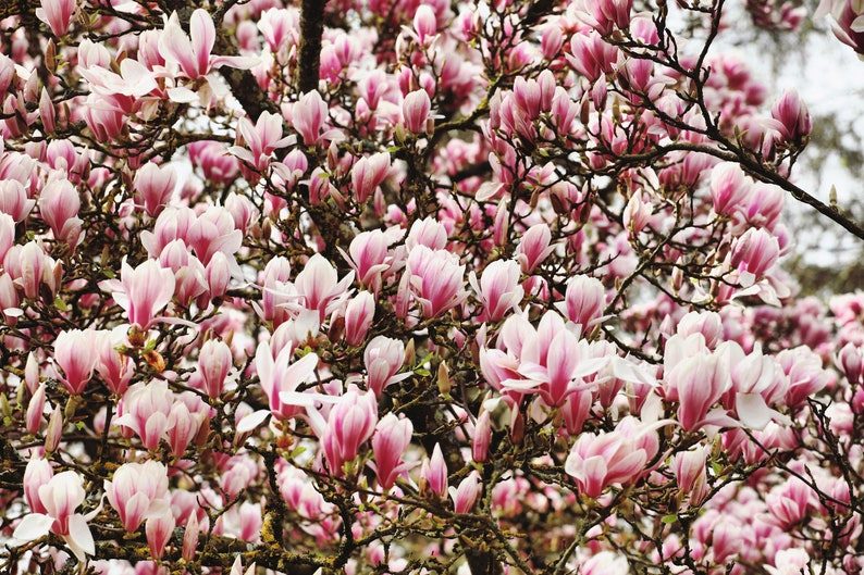 5 LILY MAGNOLIA Flower TREE Pink & Purple Fragrant Tulip Magnol Liliiflora Seeds - Image 3