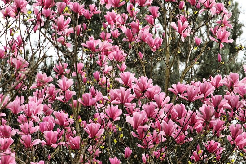5 LILY MAGNOLIA Flower TREE Pink & Purple Fragrant Tulip Magnol Liliiflora Seeds - Image 6
