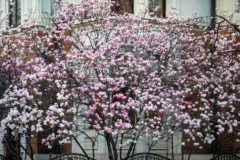 5 LILY MAGNOLIA Flower TREE Pink & Purple Fragrant Tulip Magnol Liliiflora Seeds - Image 9