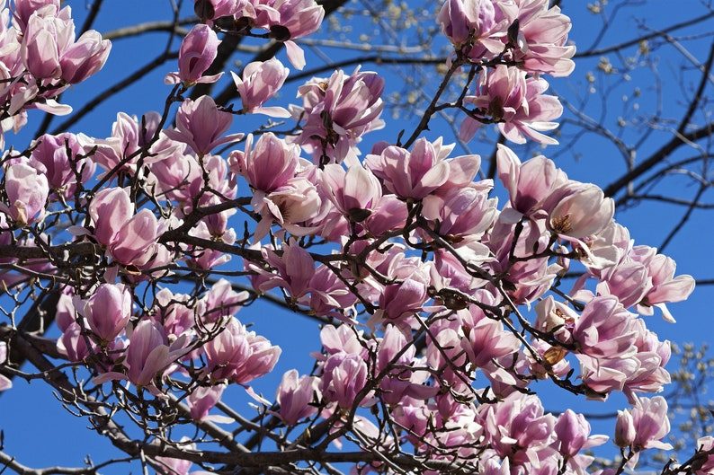 5 LILY MAGNOLIA Flower TREE Pink & Purple Fragrant Tulip Magnol Liliiflora Seeds - Image 2
