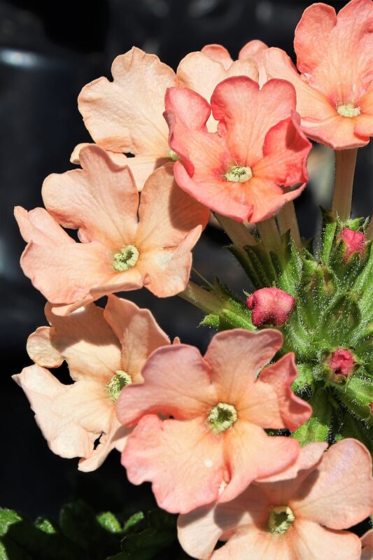 50 Dwarf APRICOT VERBENA Nana Compacta Fragrant Butterfly Flower Seeds - Image 3