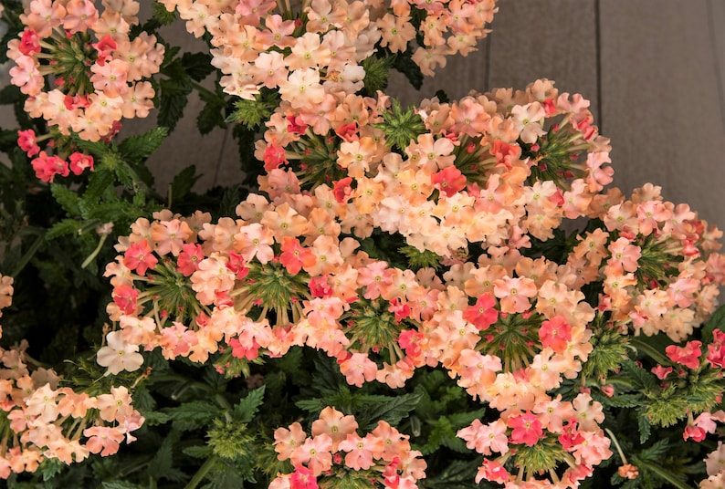 50 Dwarf APRICOT VERBENA Nana Compacta Fragrant Butterfly Flower Seeds - Image 2