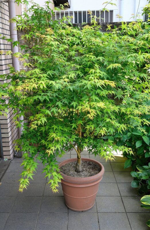 20 GREEN JAPANESE MAPLE Tree Ornamental Acer Palmatum Palmate Maple Yellow Fall Color Red Flower Seeds - Image 7
