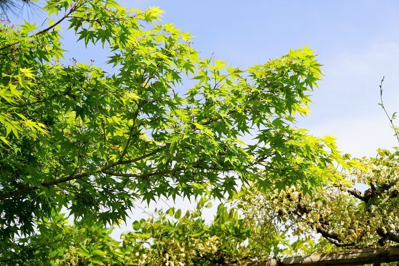 20 GREEN JAPANESE MAPLE Tree Ornamental Acer Palmatum Palmate Maple Yellow Fall Color Red Flower Seeds - Image 6